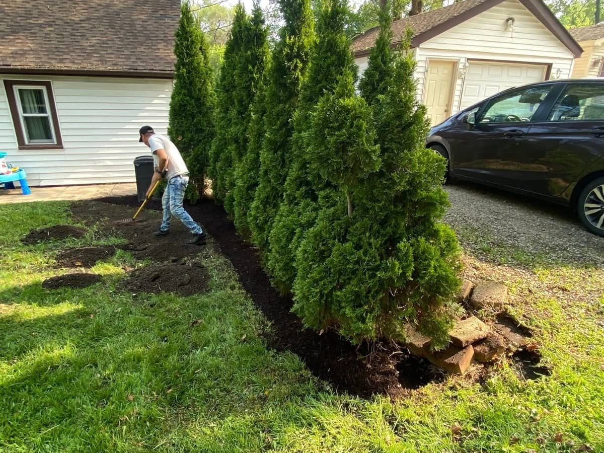 landscaping design with small trees growing