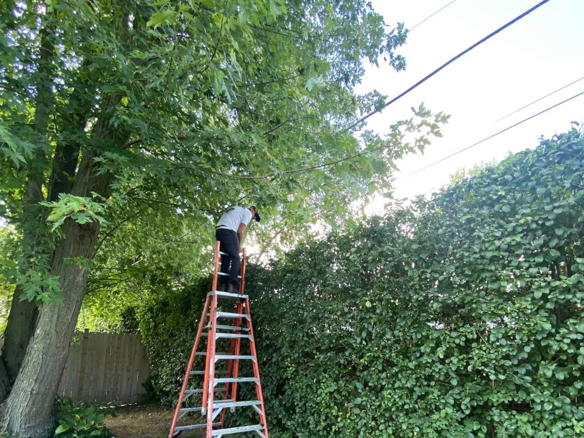 tree trimming